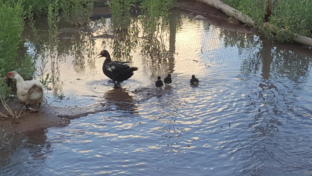 Complejo Rio Los Patos - Apartamentos Barreal Eksteriør billede